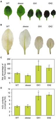 DEWAX Transcription Factor Is Involved in Resistance to Botrytis cinerea in Arabidopsis thaliana and <mark class="highlighted">Camelina sativa</mark>